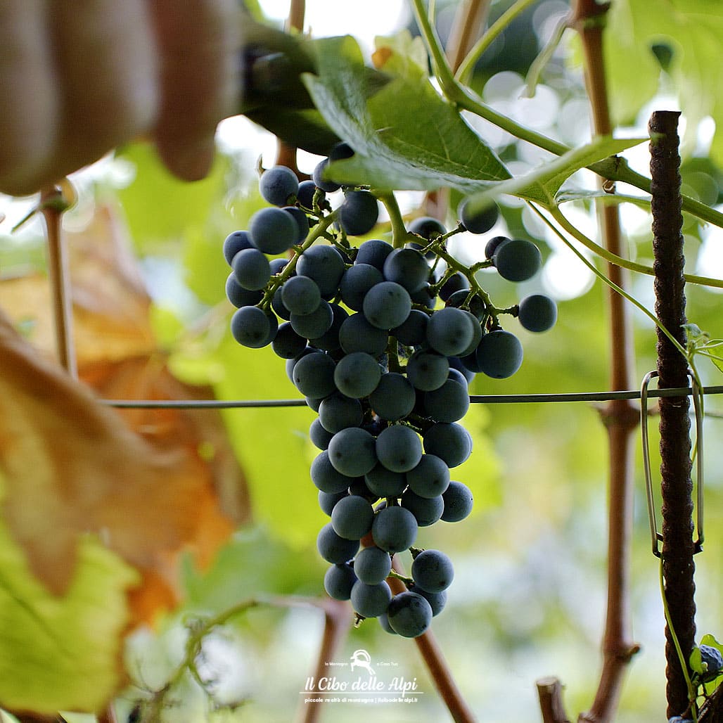 La maturazione dell'uva in montagna è più lenta e questo consente alla pianta di concentrare sostanze nel frutto.